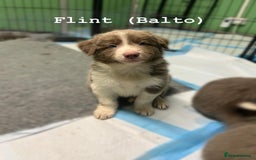 Border Collie dogs for sale: Fully health tested lilac and white kcreg puppies  - Image 20