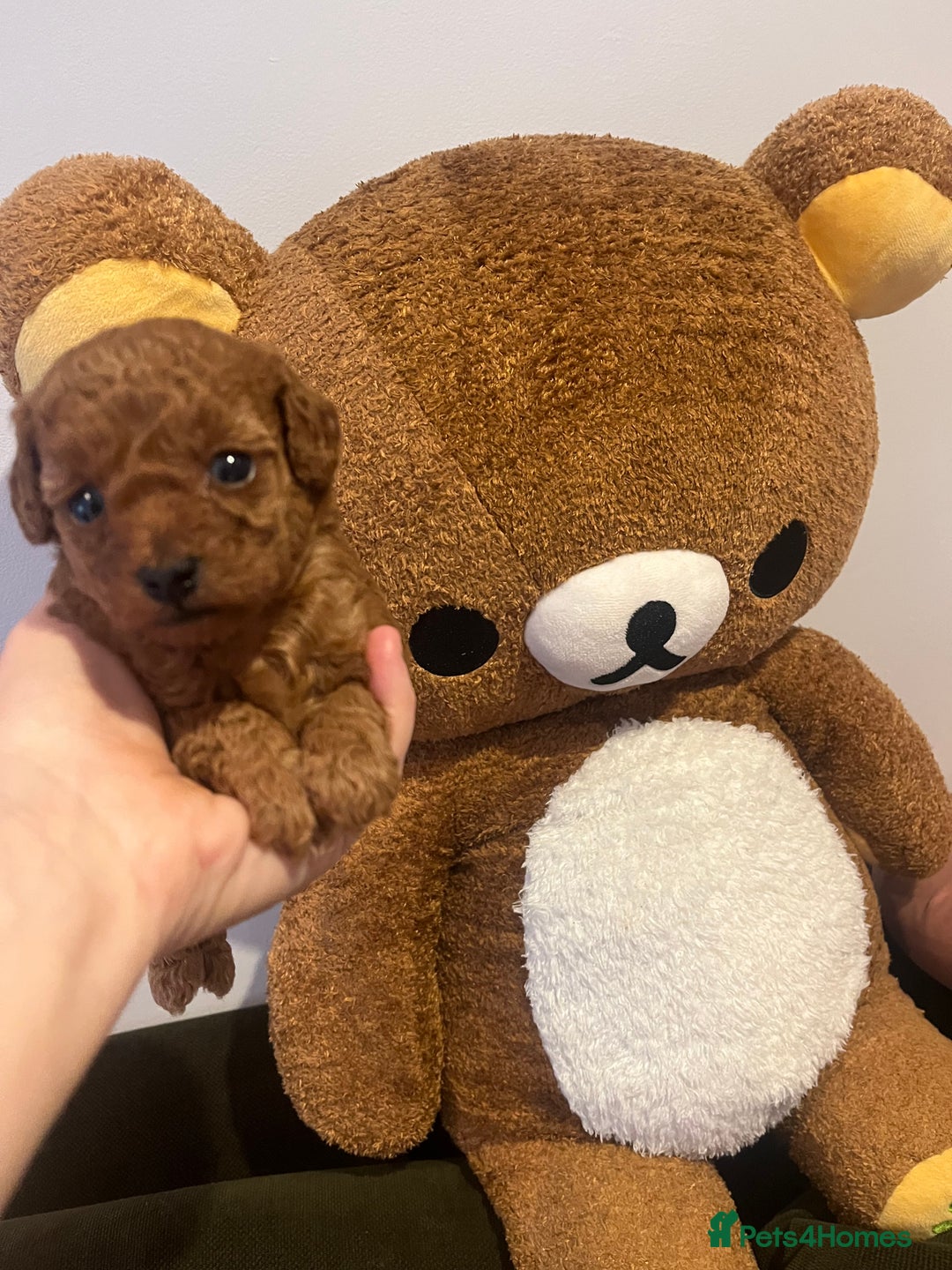 Toy Poodle dogs for sale: Teddy bear red asian/toy poodle puppies 🧸  - Advert 21