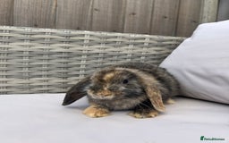 Mini Lop rabbits for sale: Beautiful baby mini lop rabbits  - Image 4