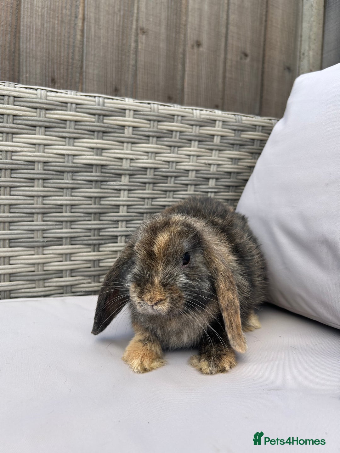 Mini Lop rabbits for sale: Beautiful baby mini lop rabbits  - Image 4