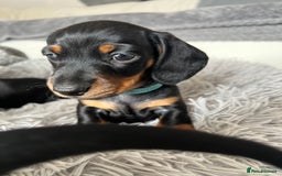 Miniature Dachshund dogs for sale: Stunning Smooth Black & Tan Miniature Dachshunds - Image 6