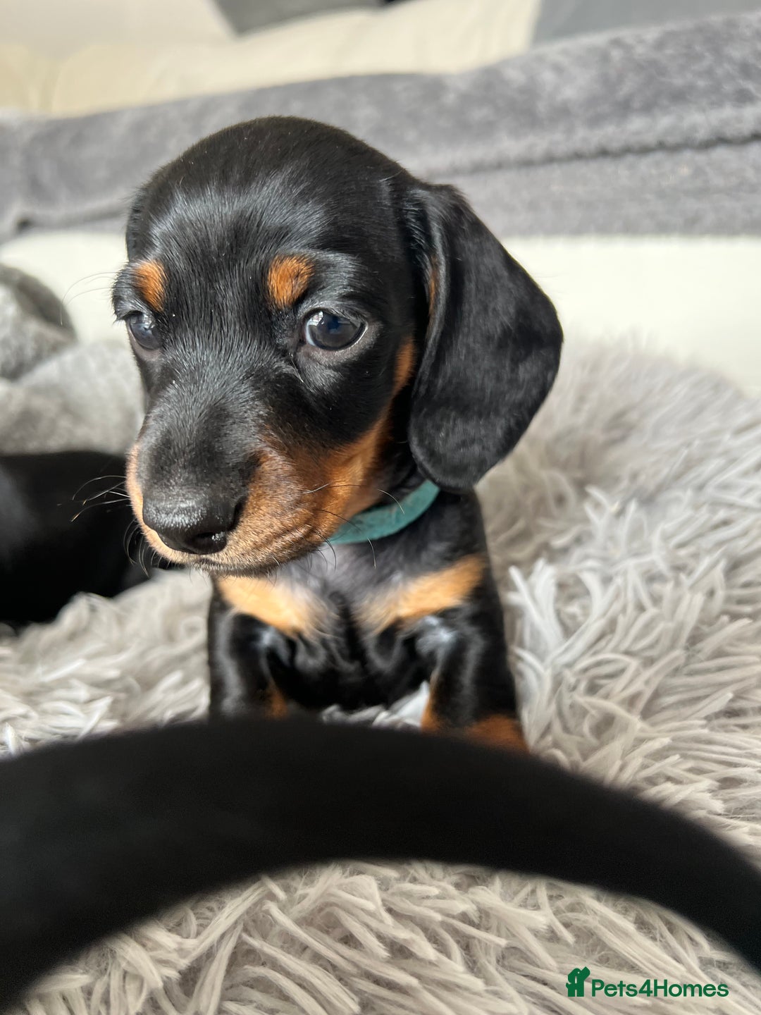 Miniature Dachshund dogs for sale: Stunning Smooth Black & Tan Miniature Dachshunds - Image 6