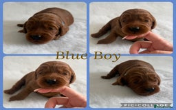 Cockapoo dogs for sale: Extensively Health Tested F1b cockerpoo Puppies  - Image 3