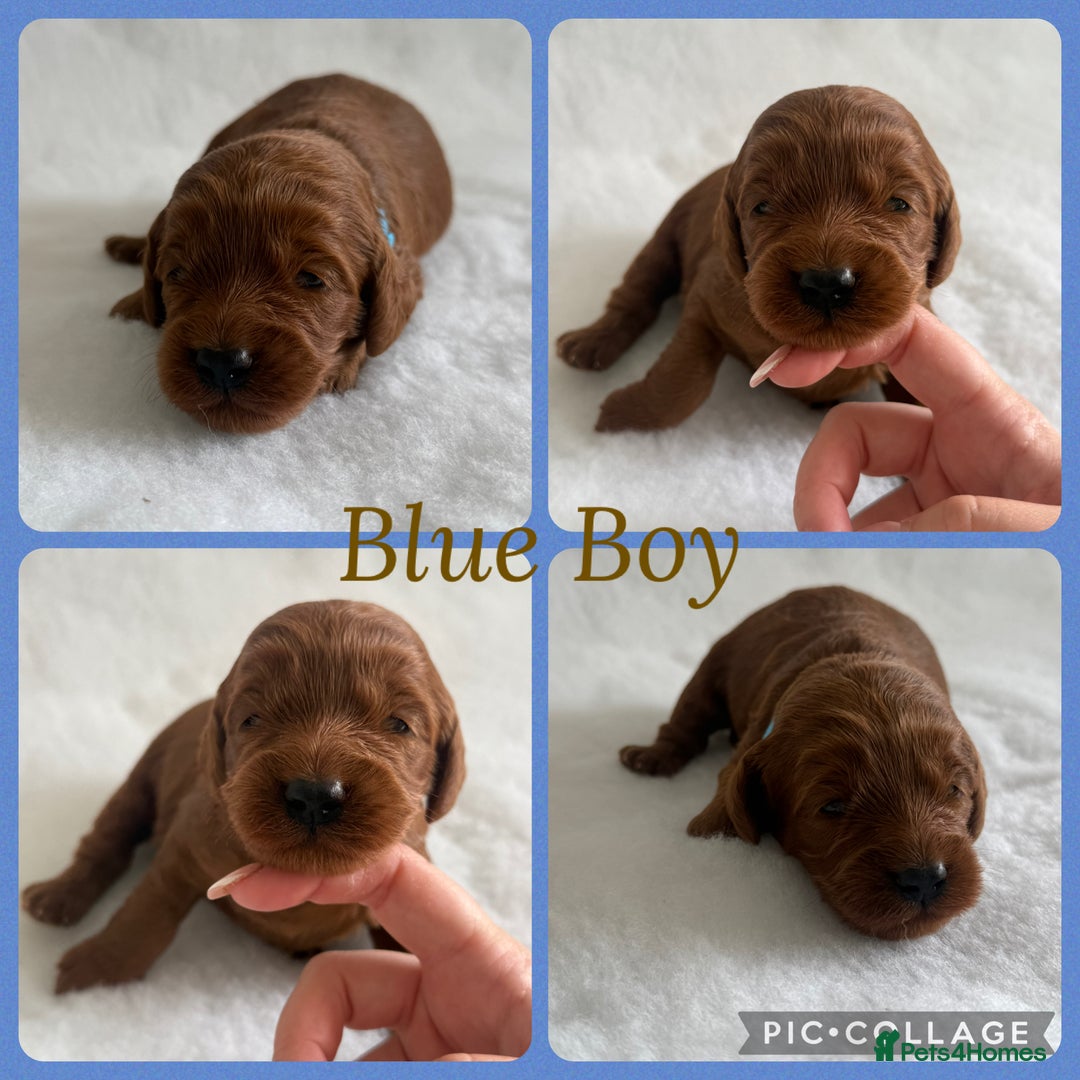 Cockapoo dogs for sale: Extensively Health Tested F1b cockerpoo Puppies  - Image 3