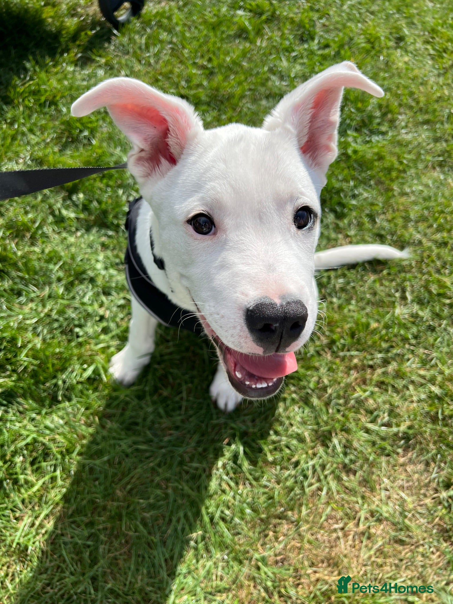 Mixed Breed dogs 4 month old male puppy - Advert 2