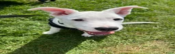 Mixed Breed dogs for sale: 4 month old male puppy - Advert 1