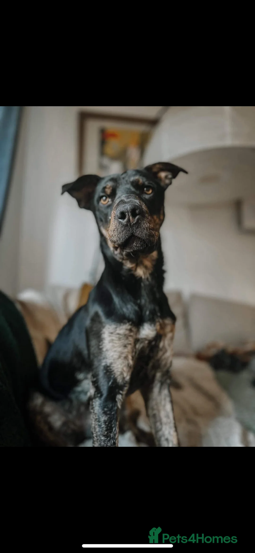 Mixed Breed dogs for adoption: Madonna 18 month old female  in Barry - Advert 2