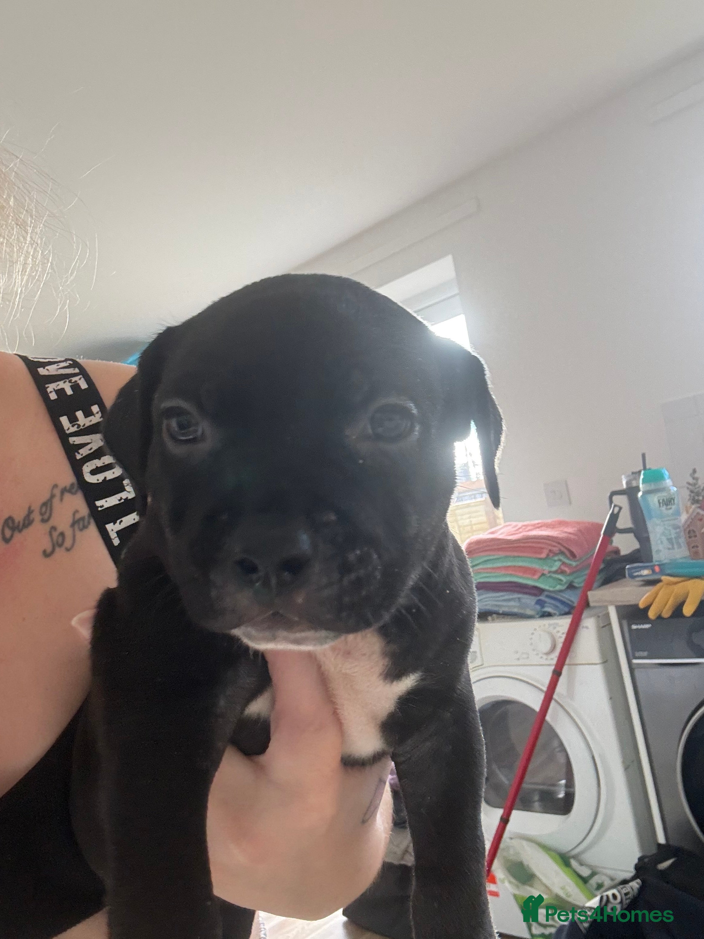 Mixed Breed dogs Staffie x puppies  - Advert 4