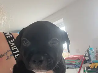 Mixed Breed dogs Staffie x puppies - Advert 18