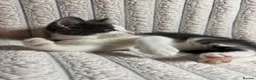 Mixed Breed cats for sale: 🐾 Last 2 Kittens Looking for Loving Homes! 🐾 - Advert 8