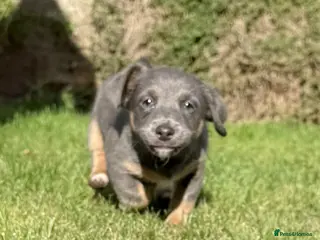 Jack Russell dogs Gorgeous miniature Jack Russell puppies ready now - Advert 6