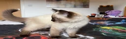Ragdoll cats for sale: Ragdoll Kittens for Sale - Advert 17