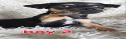 Jack Russell dogs for sale: Lilac and tan/black and tan Jack Russel puppies  in Eastbourne - Advert 4