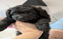 Pomapoo dogs for sale: Gorgeous Pomapoo puppies  - Image 3