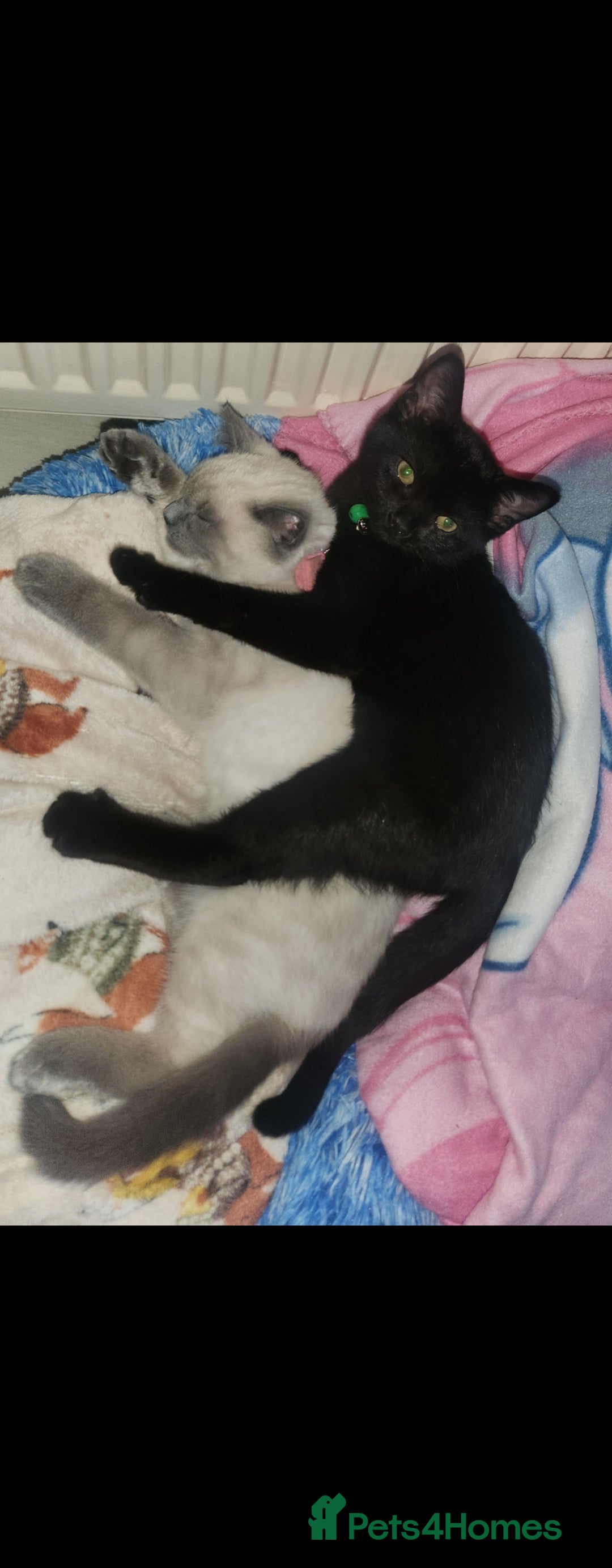 British Shorthair cats for sale: 2 male british short hair cats  - Image 7