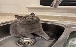 British Shorthair cats for sale: British shorthair - Image 4
