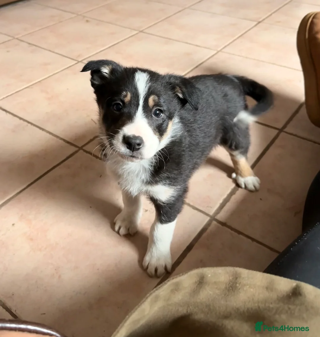 Border Collie dogs for sale: Gorgeous border collie puppies for sale  - Advert 2