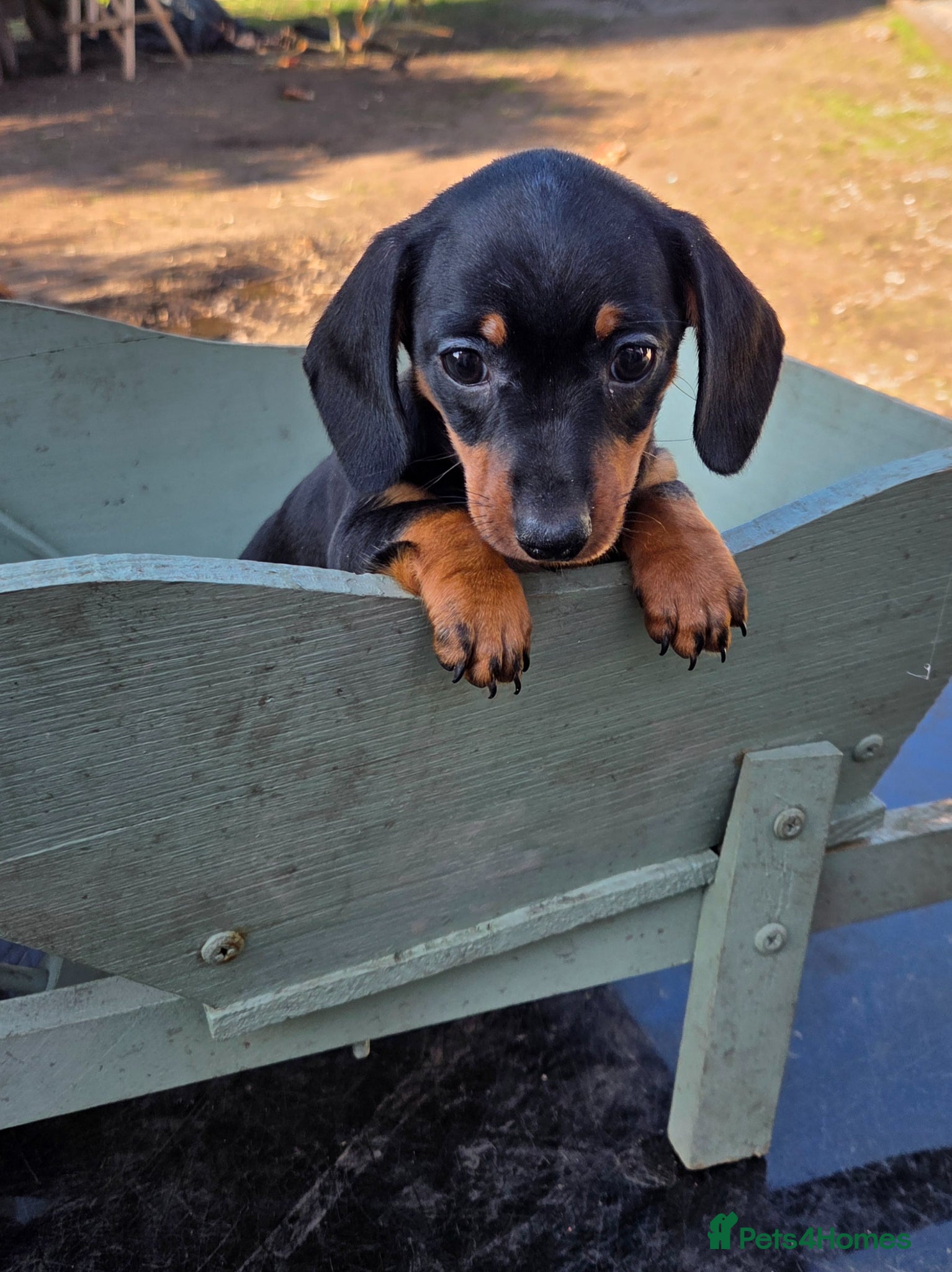 Miniature Dachshund dogs PRA CLEAR KC REGISTERED MIN DACHSHUND GIRL - Advert 2