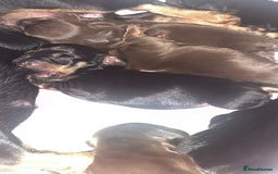 Dachshund dogs for sale: Exceptional Litter Puppies Boys & Girls Available - Image 6