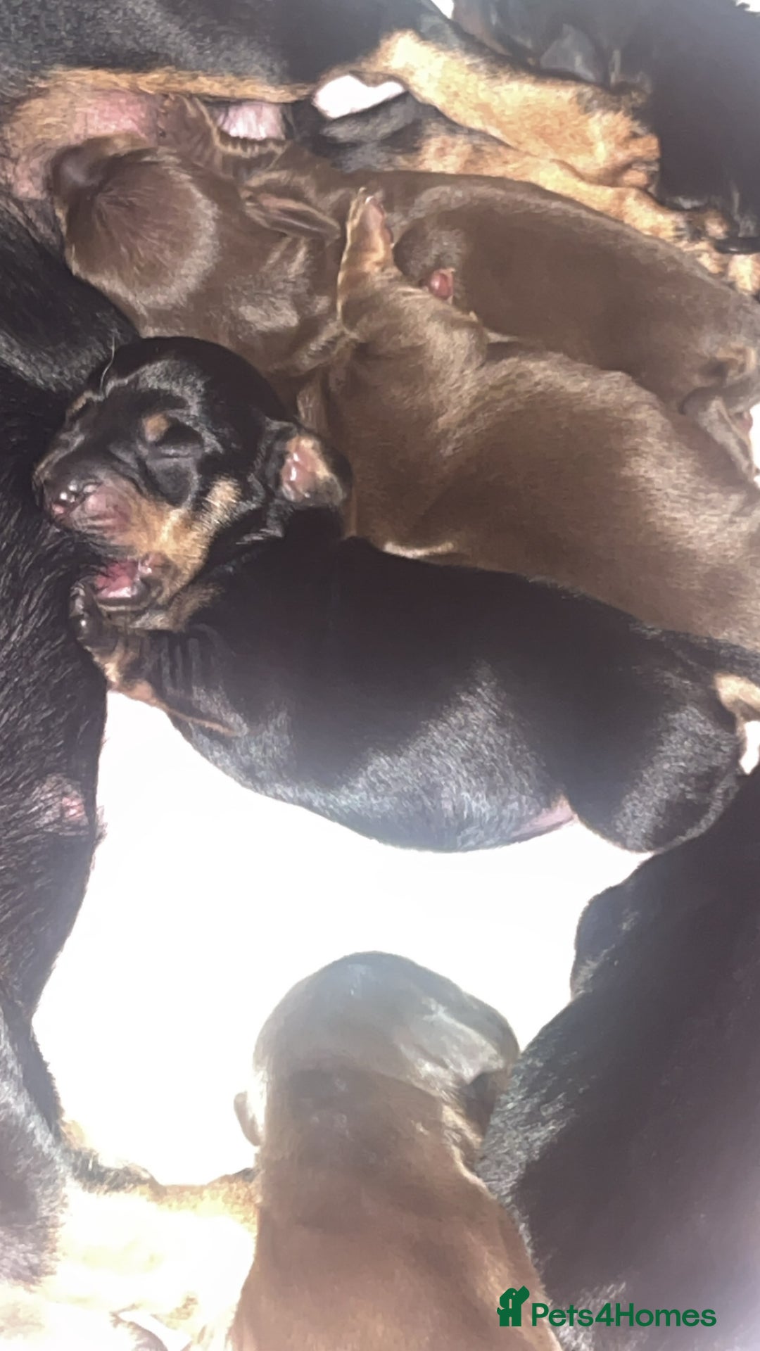 Dachshund dogs for sale: Exceptional Litter Puppies Boys & Girls Available - Image 6