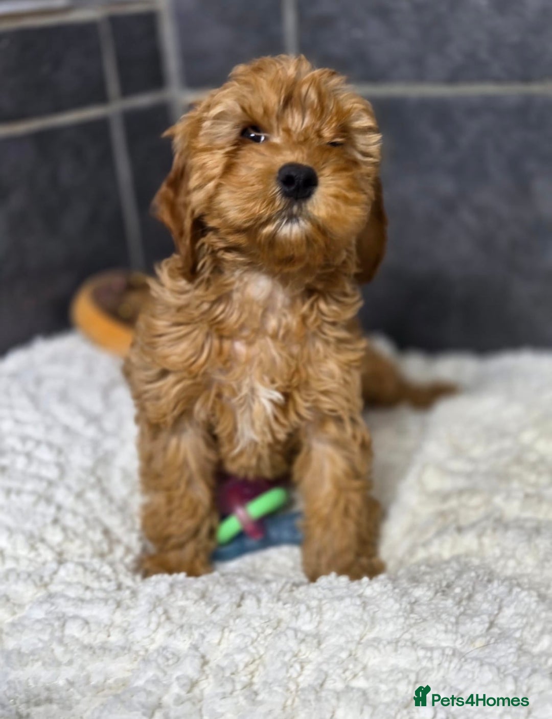 Cockapoo dogs for sale: Beautiful little cockapoo pup!  - Advert 3