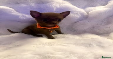 Pomchi dogs - Advert 12