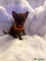 Pomchi dogs - Advert 1