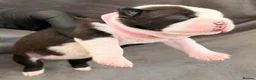 Boston Terrier dogs for sale: Bostixon KC Registered Boston Terrier Puppies - Advert 7