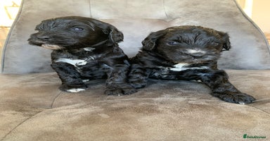 Cockapoo dogs - Advert 9
