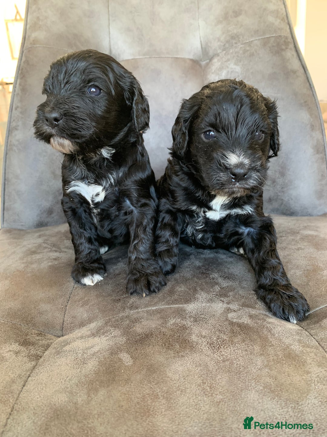 Cockapoo dogs for sale: F1 & F1b puppies. Health tested.  - Image 2