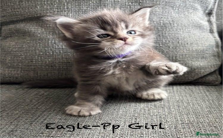Maine Coon cats - Advert 13
