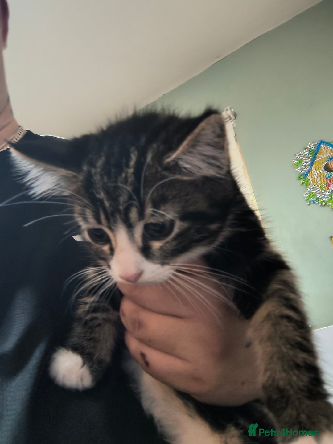 Domestic Shorthair cats for sale: Male kitten - Advert 4