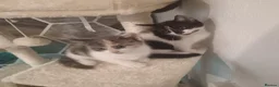 American Shorthair cats for sale: 6 gorgeous mix breed kittens  - Advert 3