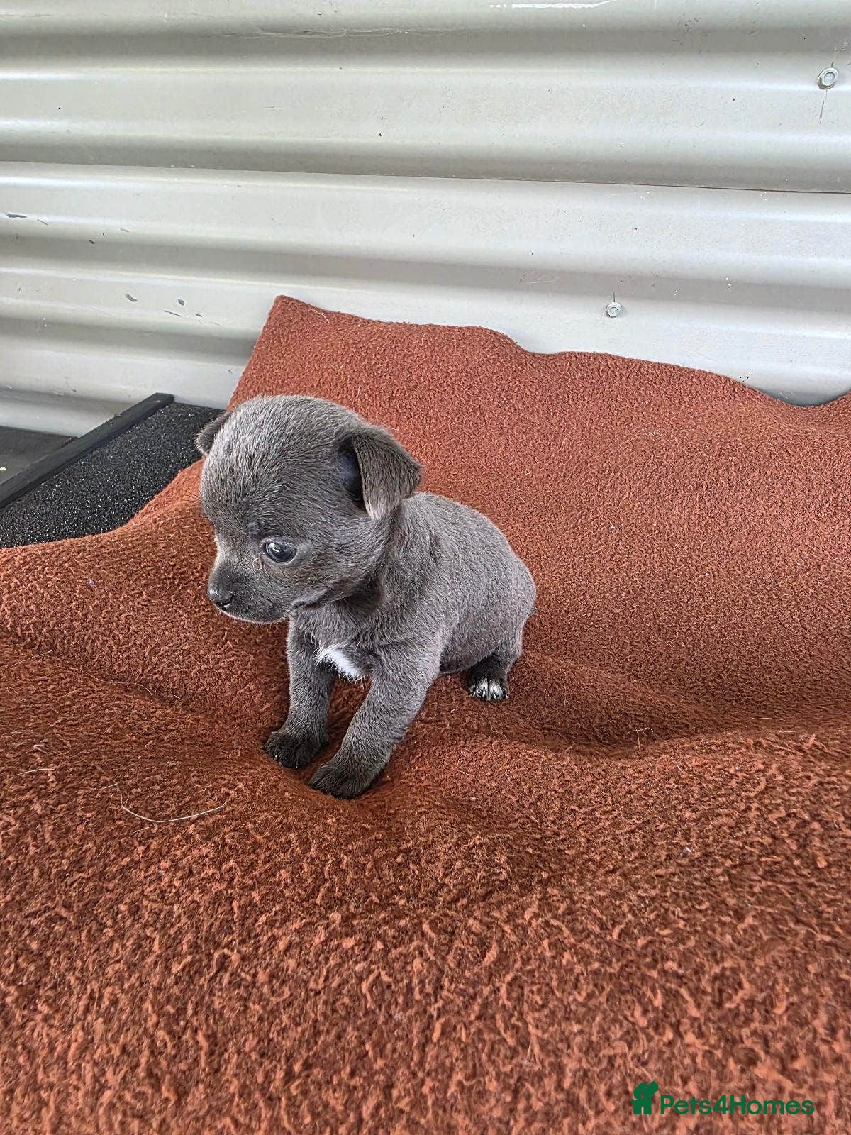Chihuahua dogs Blue boys/cream girls Chihuahua puppies for sale - Advert 3