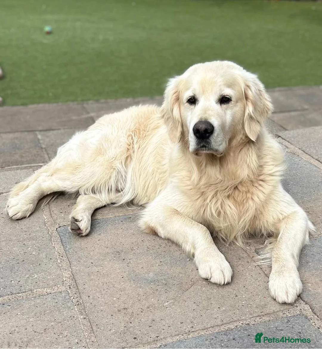 Golden Retriever dogs for sale: Bella's Golden Retriever Puppies   - Advert 2