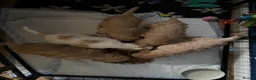 Cockapoo dogs for sale: Litter of 5 beautiful F1 cockapoos  - Advert 12