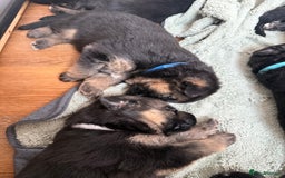 German Shepherd dogs for sale: Only 1 boy left Kc German Shepherd Puppies in Canvey Island - Image 12