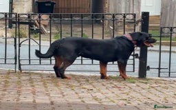 Rottweiler dogs for stud: Champion bloodline rottiweiler stud  - Image 6