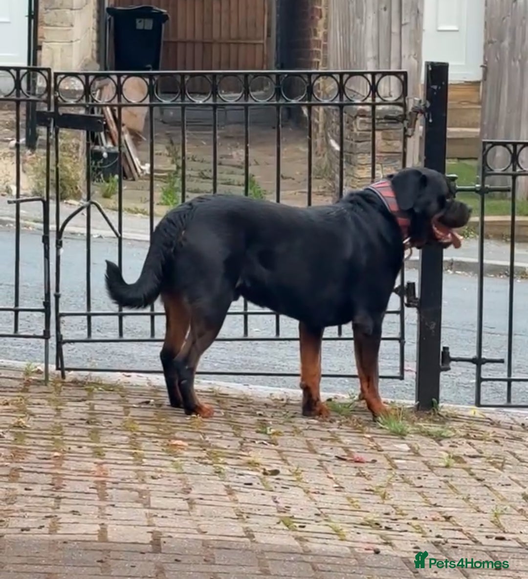 Rottweiler dogs for stud: Champion bloodline rottiweiler stud  - Image 6