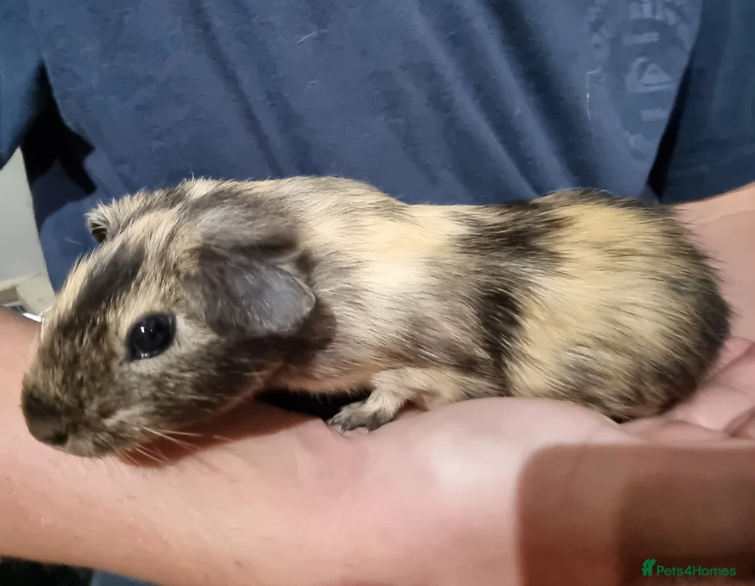 Guinea Pig rodents for sale: Two male californian cross guinea pigs - Advert 1