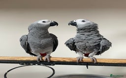 Parrots birds for sale: Friendly Hand Reared Super Cuddly African Greys - Image 2