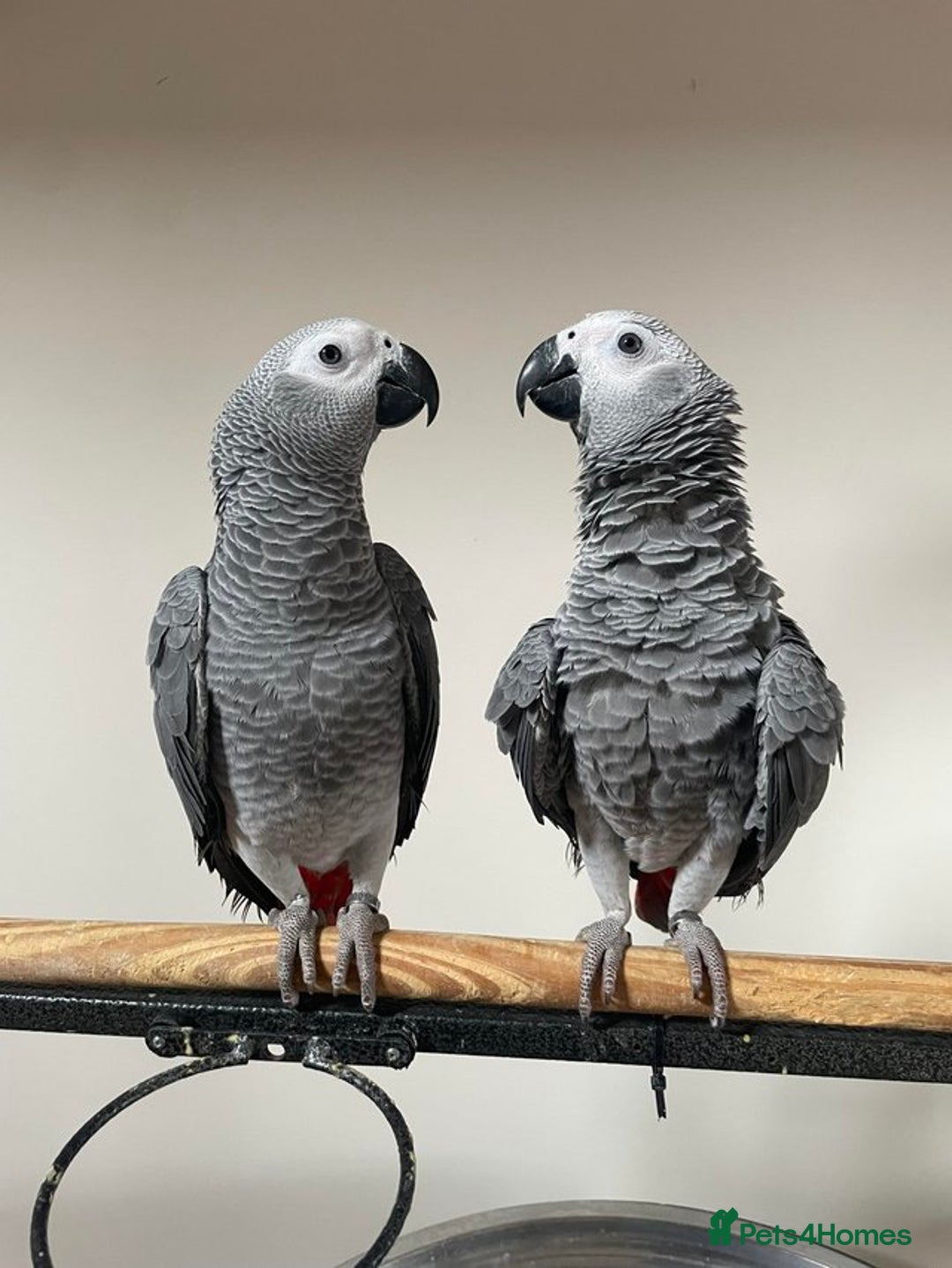 Parrots birds for sale: Friendly Hand Reared Super Cuddly African Greys - Image 2