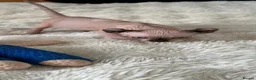 Sphynx cats for sale: 5 beautiful sphinxes looking for a loving home. - Advert 4