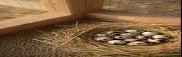 Quail poultry for sale: 12 fertile Jumbo coturnix Quail Hatching Eggs  in Worcester Park - Advert 8