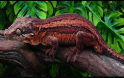 Gecko reptiles for sale: Male Gargoyle Gecko - Image 3