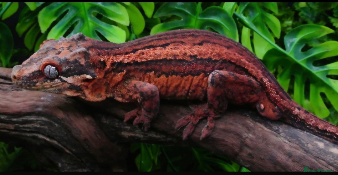 Gecko reptiles for sale: Male Gargoyle Gecko - Image 3