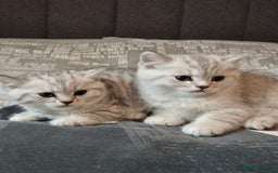 British Shorthair cats for sale: British shorthair kittens male/female - Image 2