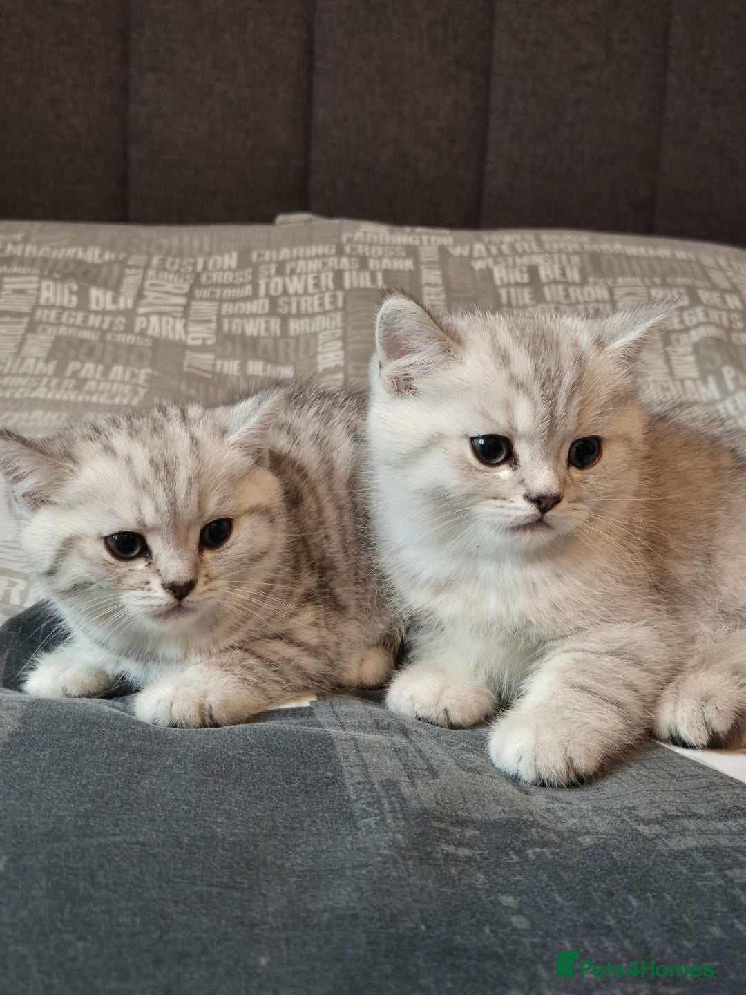 British Shorthair cats for sale: British shorthair kittens male/female - Image 2
