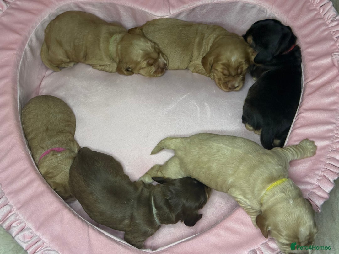 Cocker Spaniel dogs for sale: SHOW COCKER SPANIEL PUPPIES - FULLY HEALTH TESTED  - Advert 5