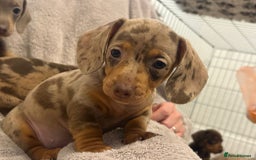 Miniature Dachshund dogs for sale: Minature dachshund pups  - Image 17
